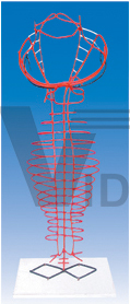 The model of aorta evolvement in back (1part)